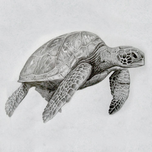 Turtle Sketch